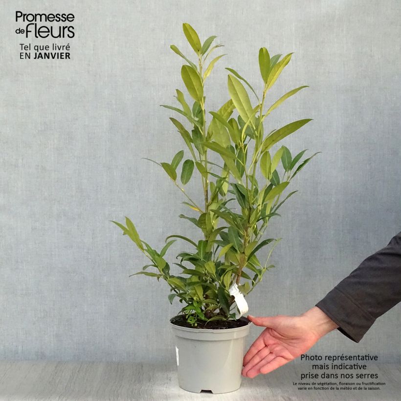 Prunus laurocerasus Herbergii- Cherry Laurel 3L/4L pot sample as delivered in winter