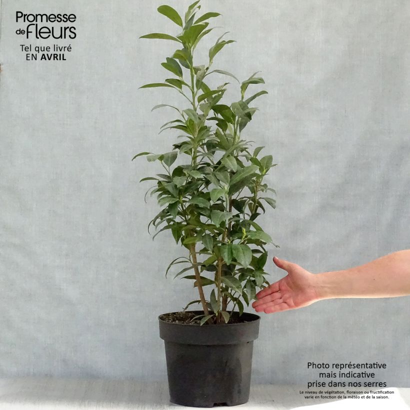Prunus laurocerasus Herbergii- Cherry Laurel 7.5L/10L pot sample as delivered in spring