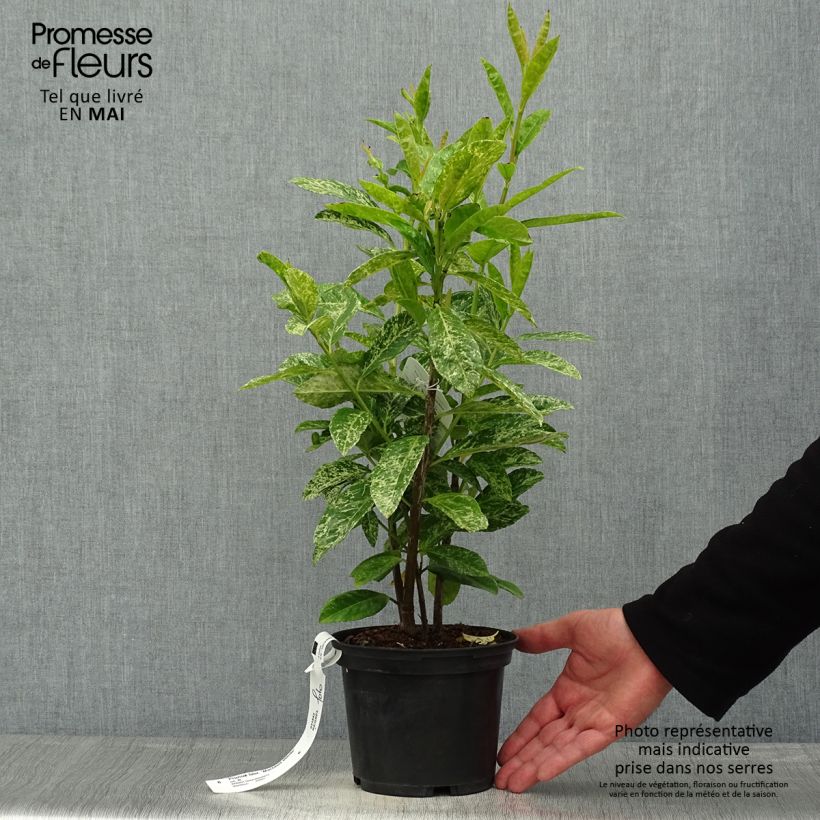 Prunus laurocerasus Marbled White - Cherry Laurel 2L/3L pot sample as delivered in spring