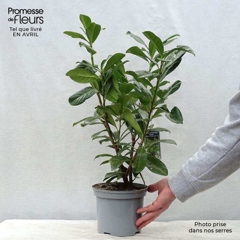 Prunus laurocerasus Novita- Cherry Laurel 2L/3L pot sample as delivered in spring