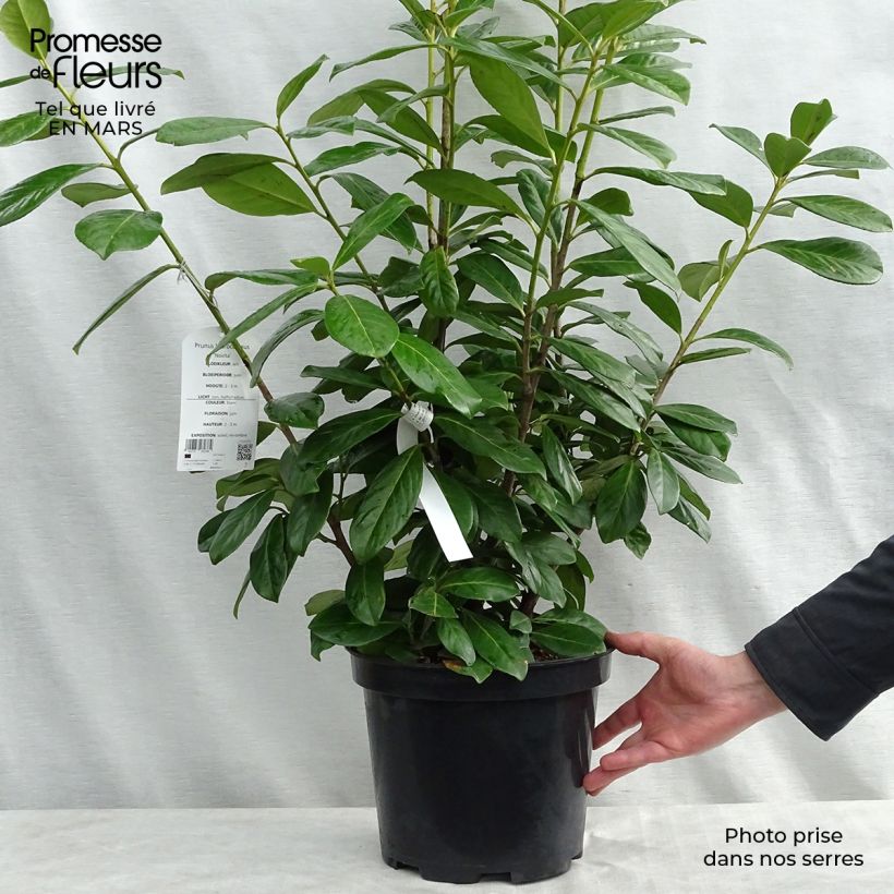 Prunus laurocerasus Novita- Cherry Laurel 7.5L/10L pot sample as delivered in spring