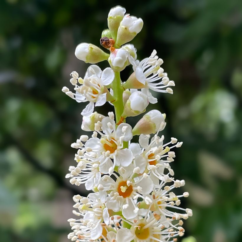 Prunus laurocerasus Novita- Cherry Laurel (Flowering)