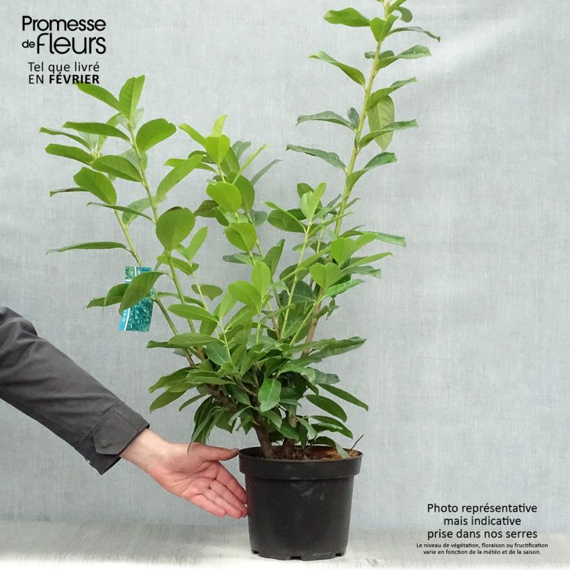 Prunus laurocerasus Novita- Cherry Laurel 4L/5L pot sample as delivered in winter