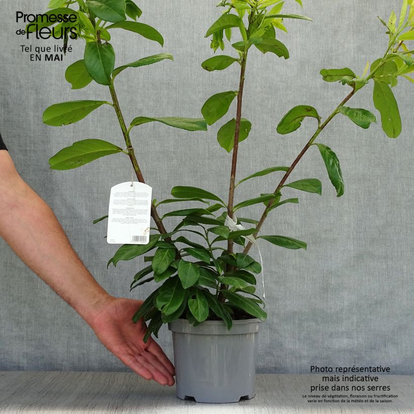 Prunus laurocerasus Novita- Cherry Laurel 4L/5L pot sample as delivered in spring