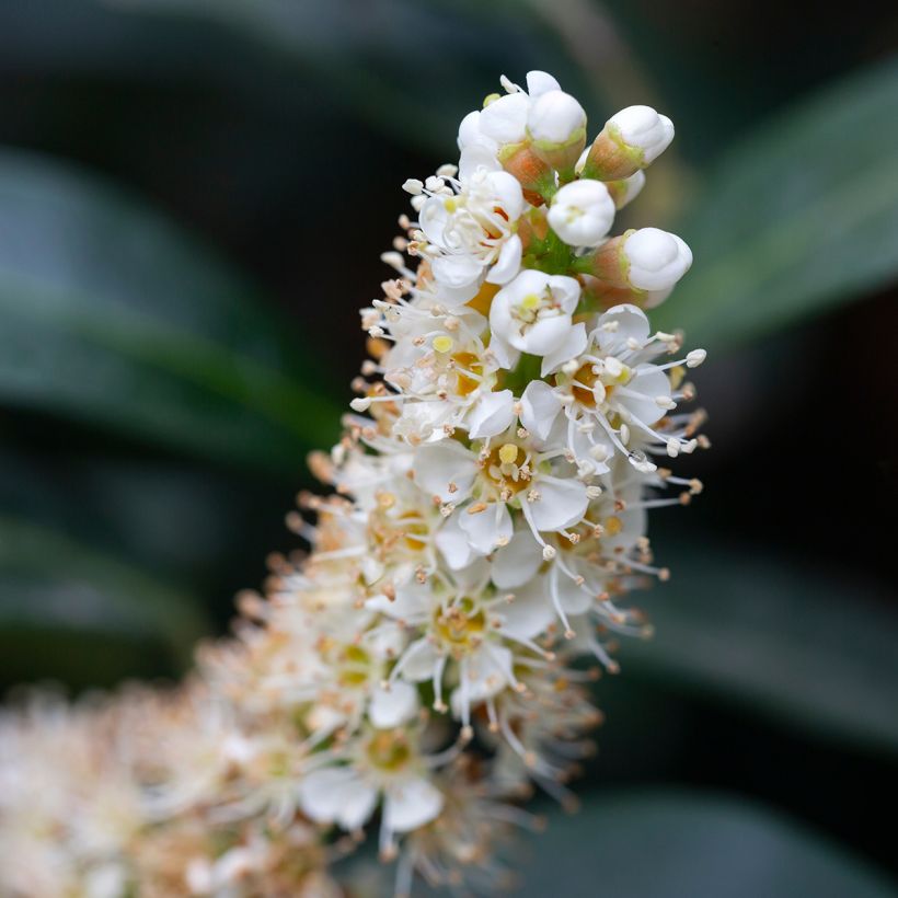 Prunus laurocerasus Otto Luyken - Cherry Laurel (Flowering)