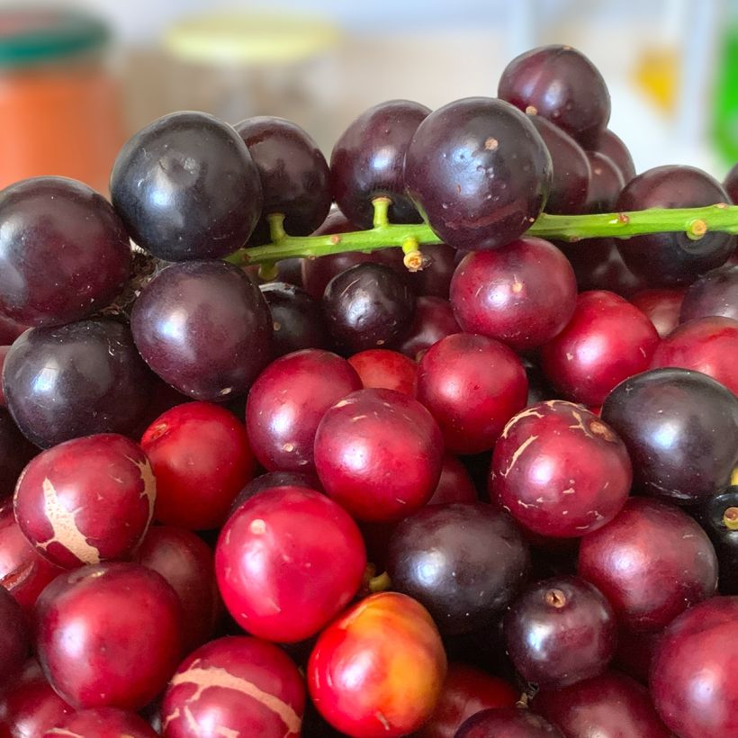 Prunus laurocerasus Otto Luyken - Cherry Laurel (Harvest)