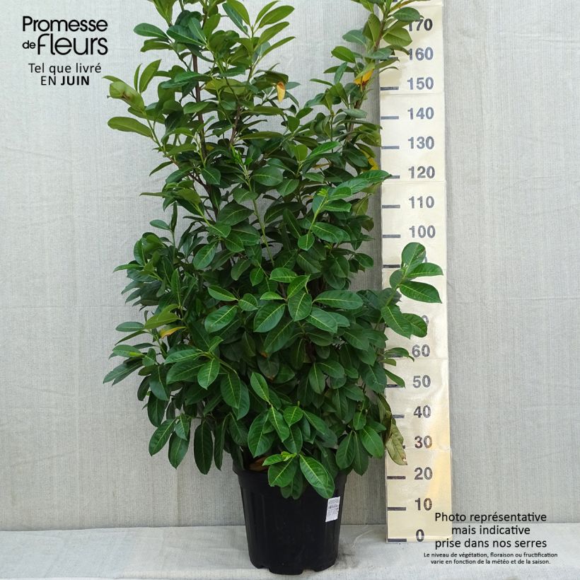 Prunus laurocerasus - Cherry Laurel 7.5L/10L pot sample as delivered in spring