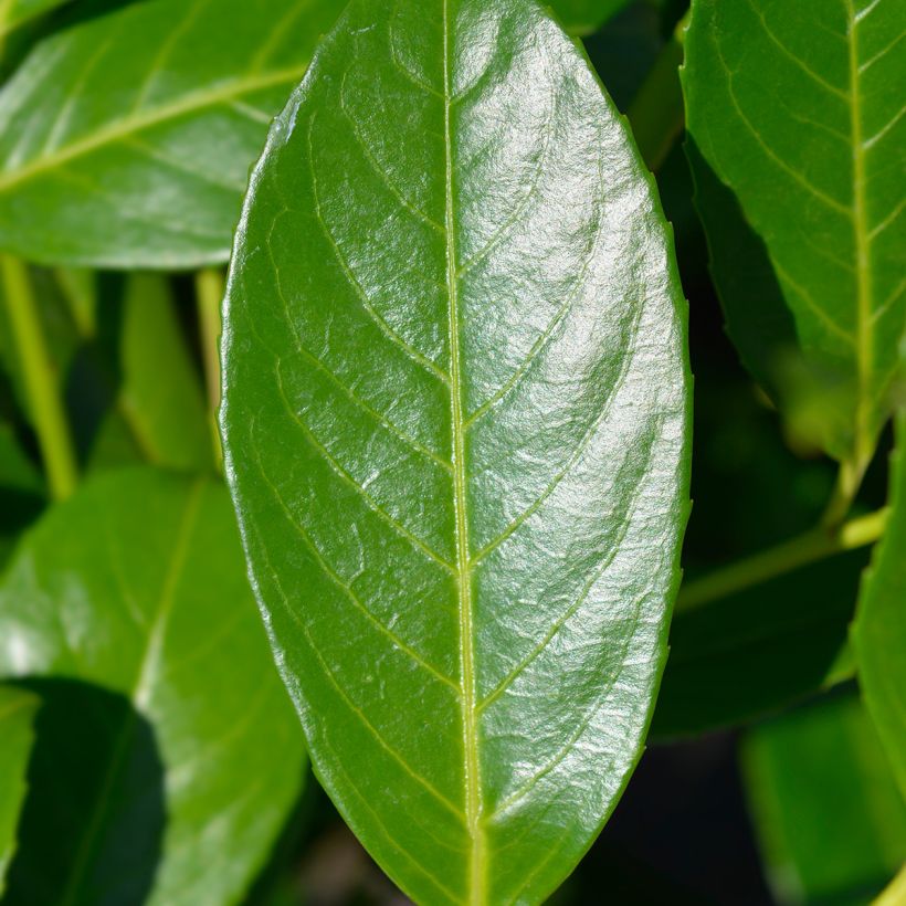 Prunus laurocerasus - Cherry Laurel (Foliage)