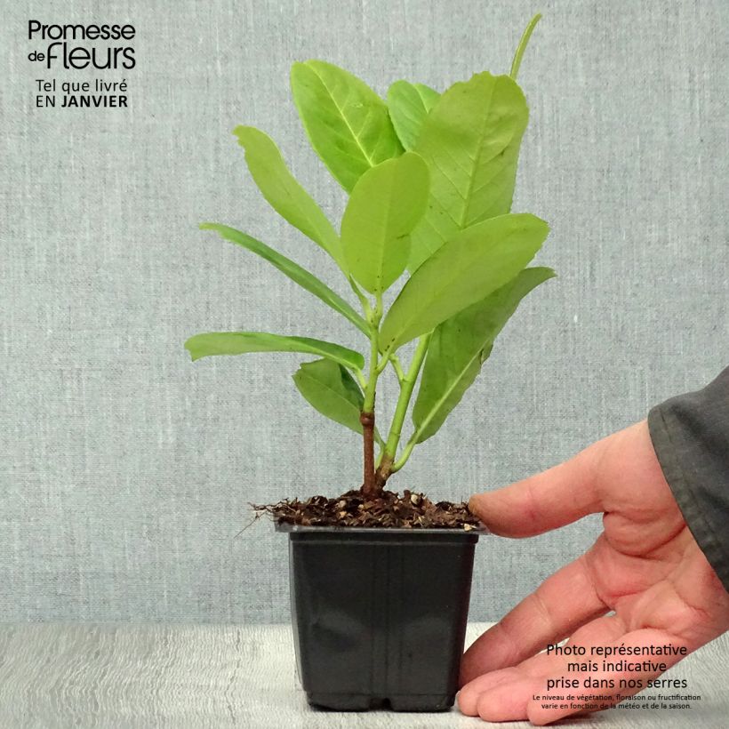 Prunus laurocerasus - Cherry Laurel 8/9 cm pot sample as delivered in winter