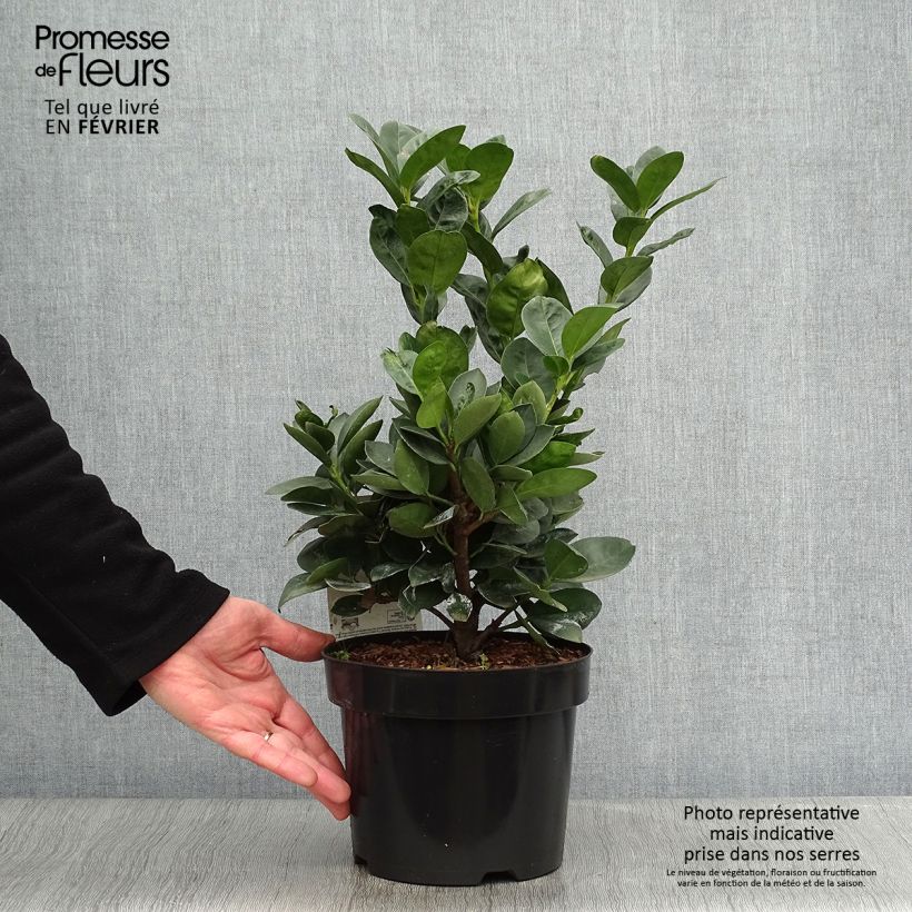 Prunus laurocerasus Miniredia - Cherry Laurel 2L/3L pot sample as delivered in winter
