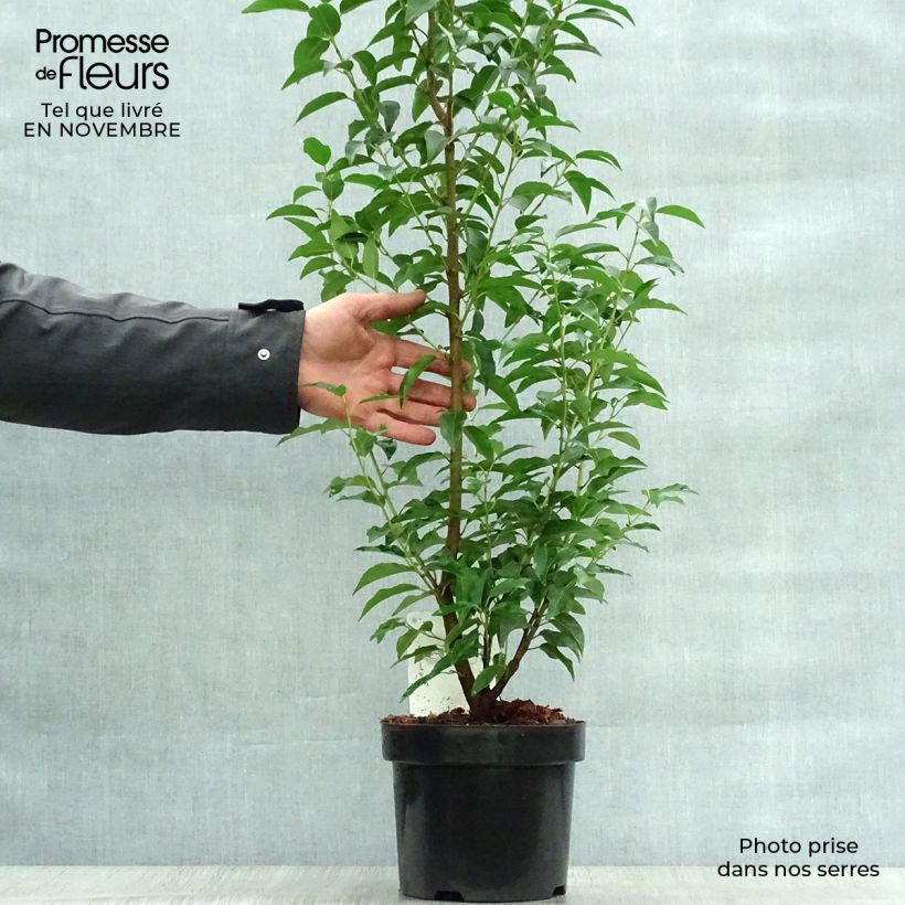 Prunus lusitanica Angustifolia - Portuguese Laurel 3L/4L pot sample as delivered in autumn