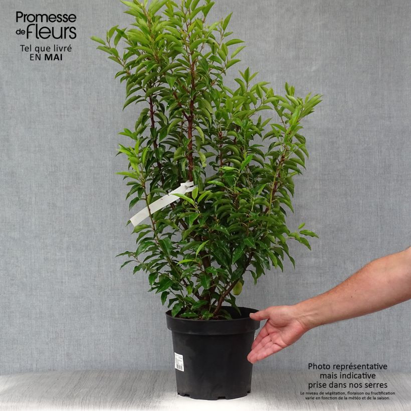 Prunus lusitanica Angustifolia - Portuguese Laurel 7.5L/10L pot sample as delivered in spring