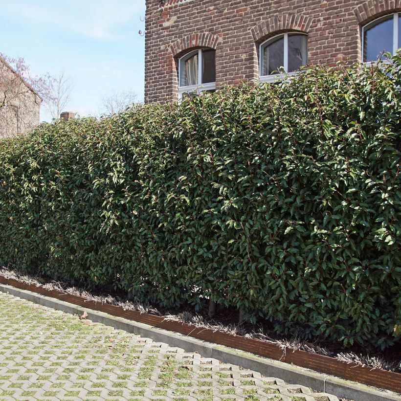 Prunus lusitanica Angustifolia - Portuguese Laurel (Plant habit)