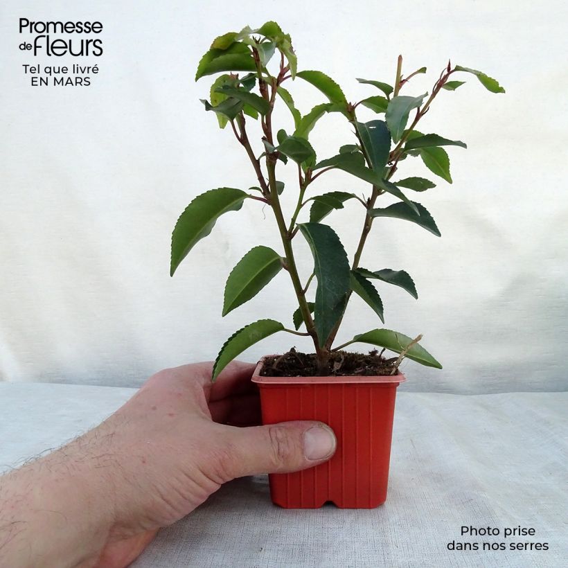 Prunus lusitanica Angustifolia - Portuguese Laurel 8/9 cm pot sample as delivered in spring