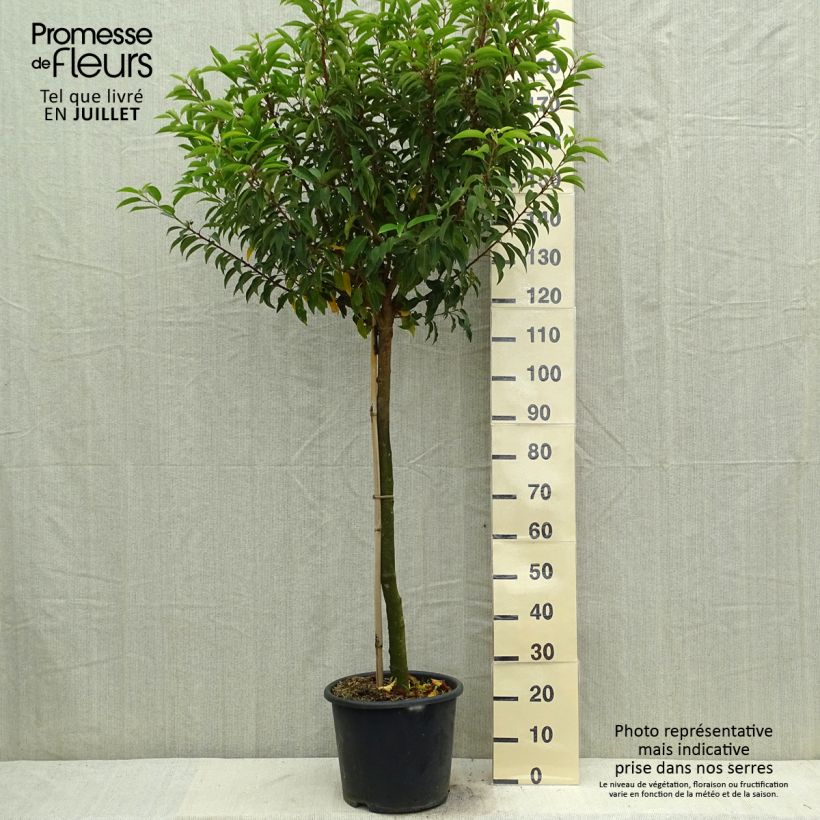 Prunus lusitanica Myrtifolia 7.5L/10L pot, Half standard sample as delivered in summer