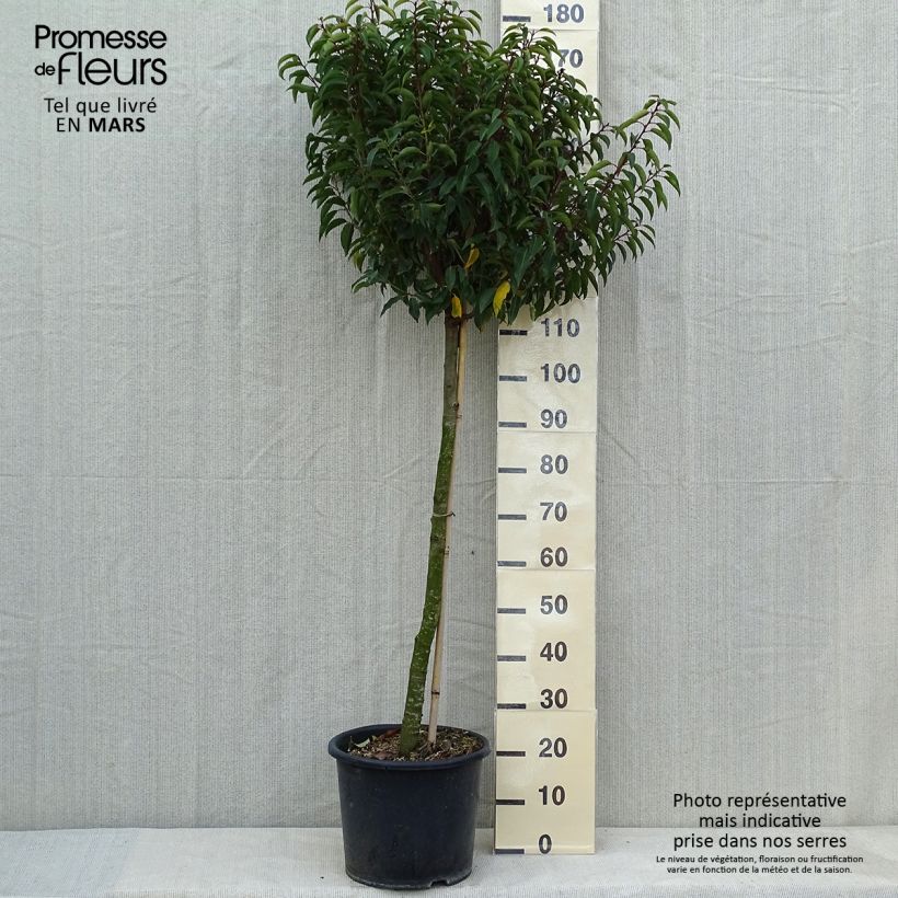 Prunus lusitanica Myrtifolia 7.5L/10L pot, Half standard sample as delivered in spring