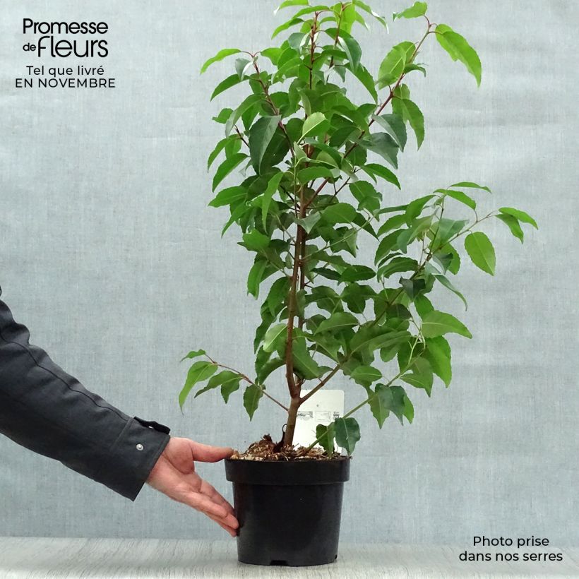 Prunus lusitanica - Portuguese Laurel 3L/4L pot sample as delivered in autumn