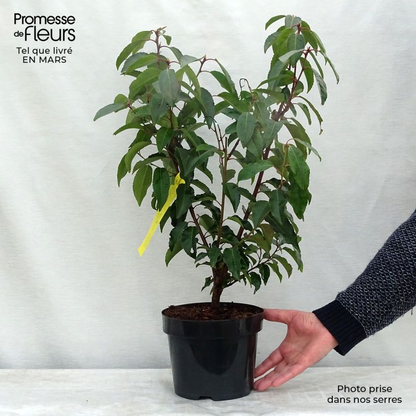 Prunus lusitanica - Portuguese Laurel 3L/4L pot sample as delivered in spring
