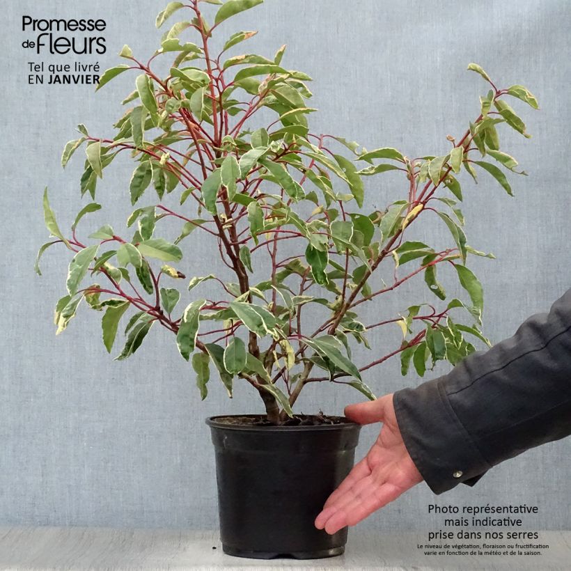 Prunus lusitanica Variegata - Portuguese Laurel 3L/4L pot sample as delivered in winter