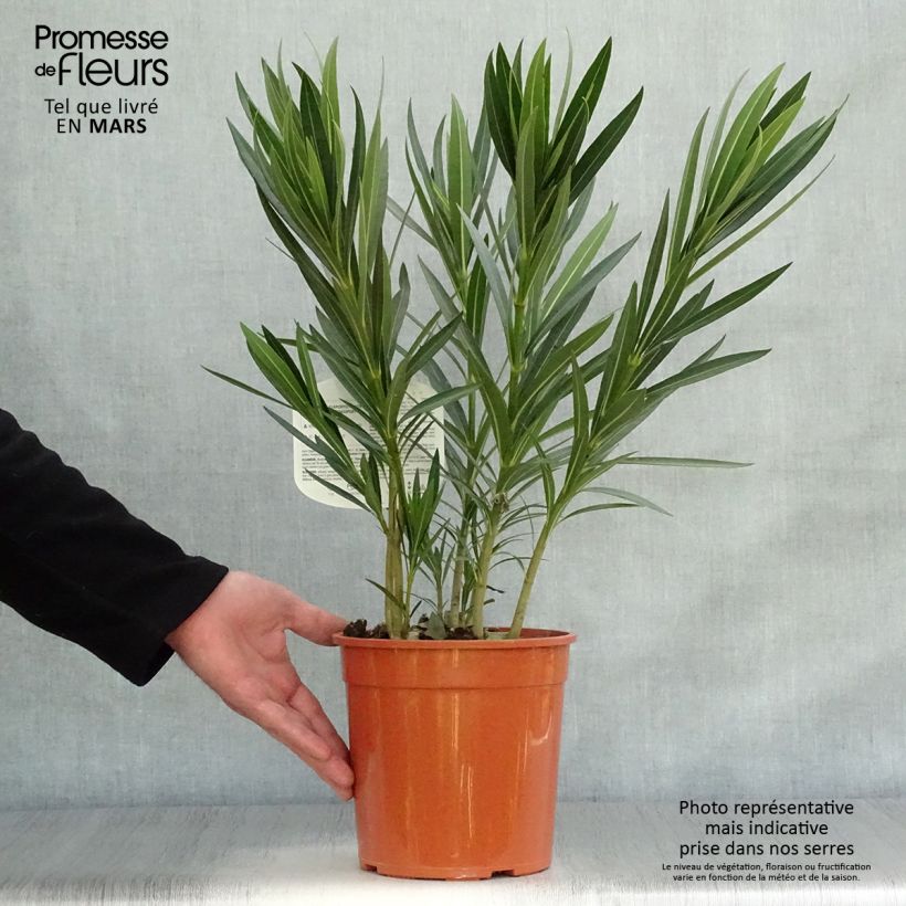 Nerium oleander 'Alsace' 3L/4L pot sample as delivered in spring
