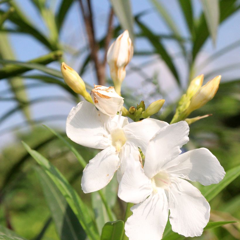 Nerium oleander 'Alsace' (Flowering)