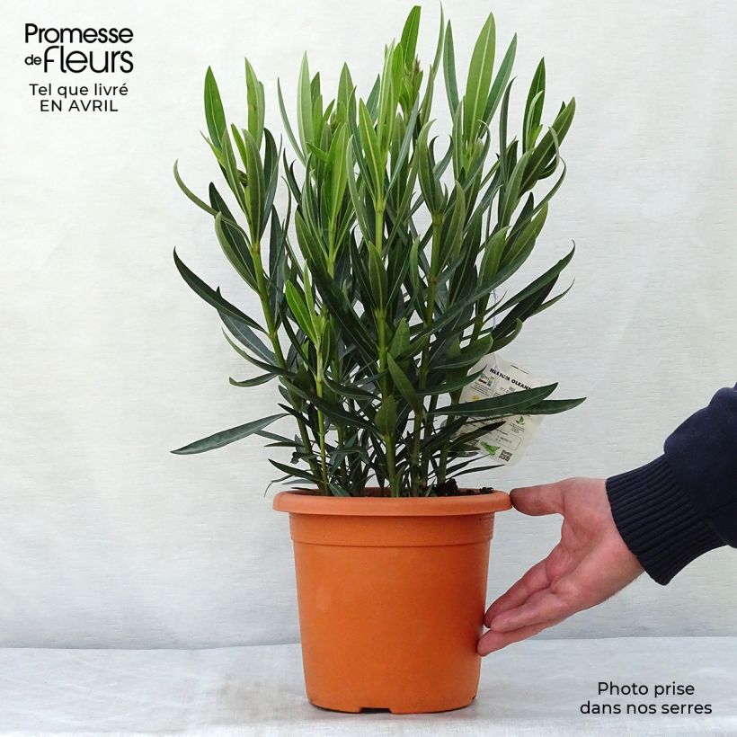 Nerium oleander Angiolo Pucci 3L/4L pot, Bush sample as delivered in spring