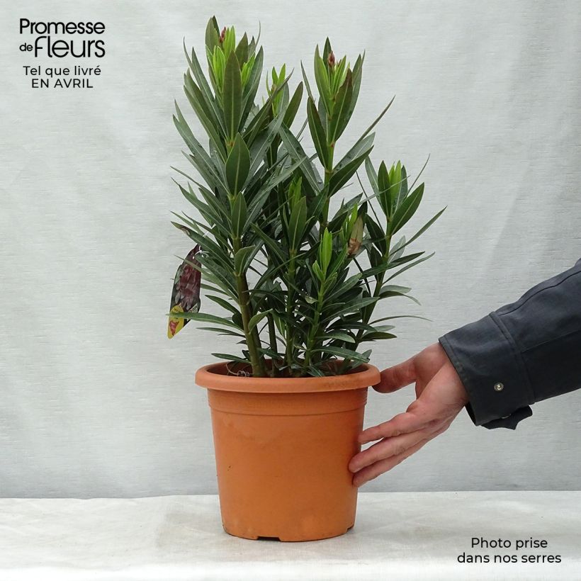 Nerium oleander Emilie 3L/4L pot, Bush sample as delivered in spring