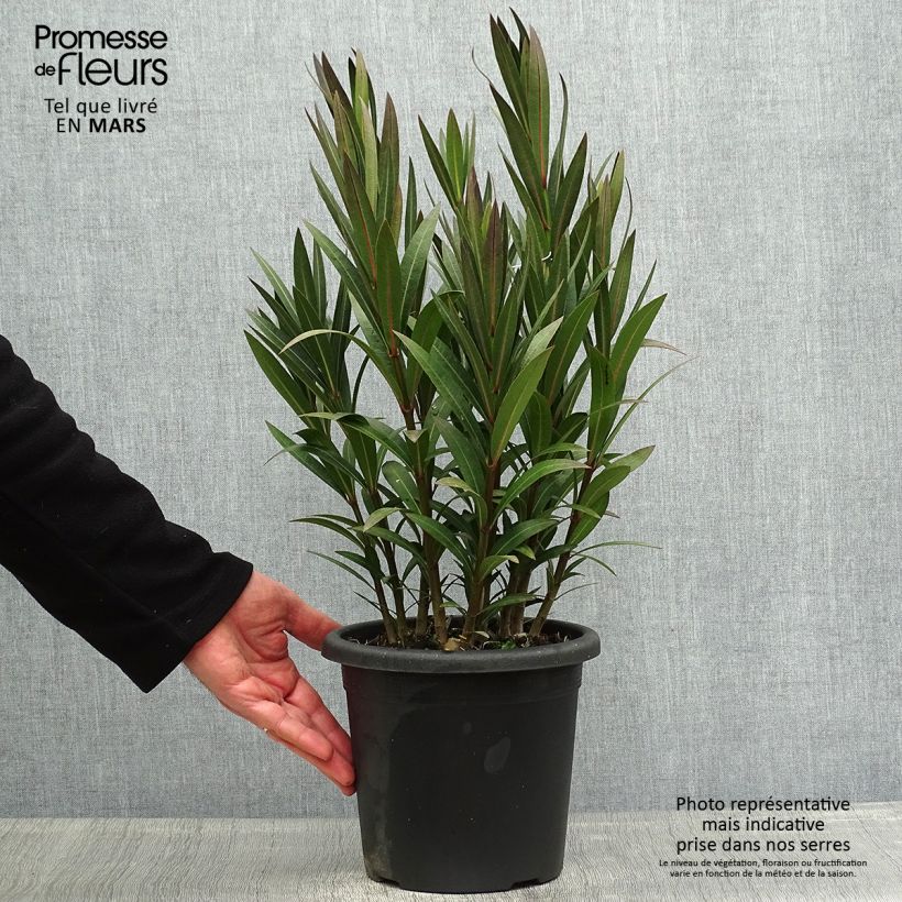 Nerium oleander Italia 3L/4L pot, Bush sample as delivered in spring