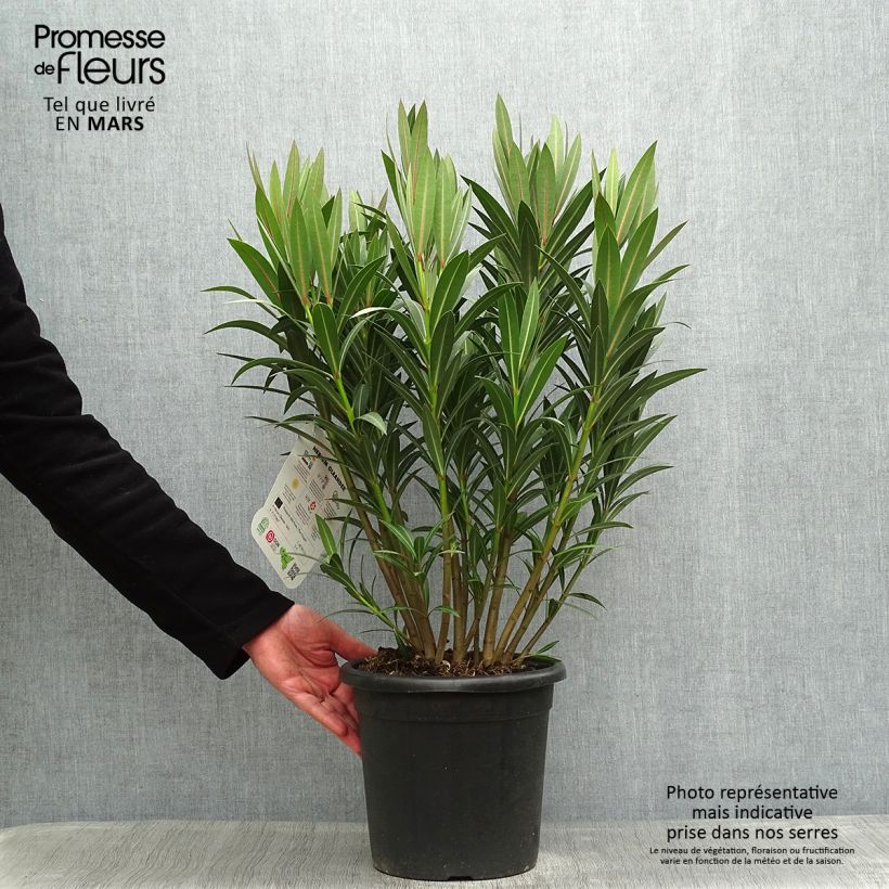 Nerium oleander Italia 7.5L/10L pot sample as delivered in spring