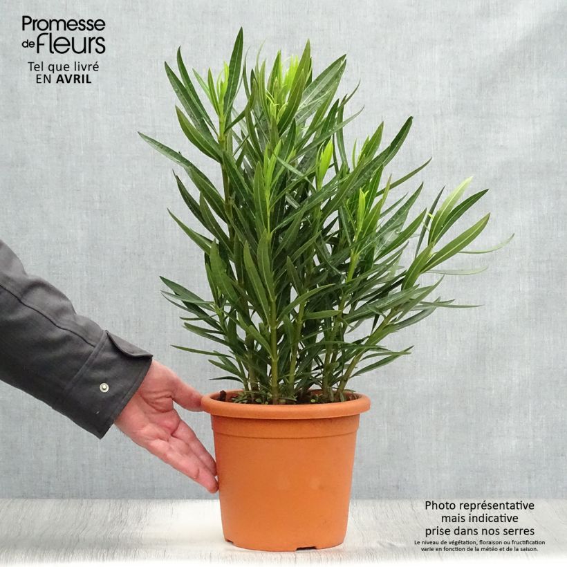 Nerium oleander Luteum Plenum 3L/4L pot, Bush sample as delivered in spring