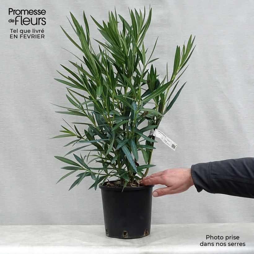 Nerium oleander Blanc 2L/3L pot sample as delivered in winter