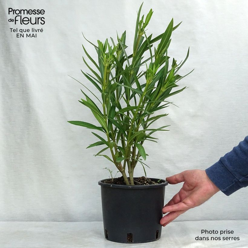 Nerium oleander Blanc 2L/3L pot, Bush sample as delivered in spring