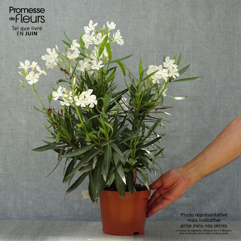Nerium oleander Blanc 2L/3L pot, Bush sample as delivered in summer