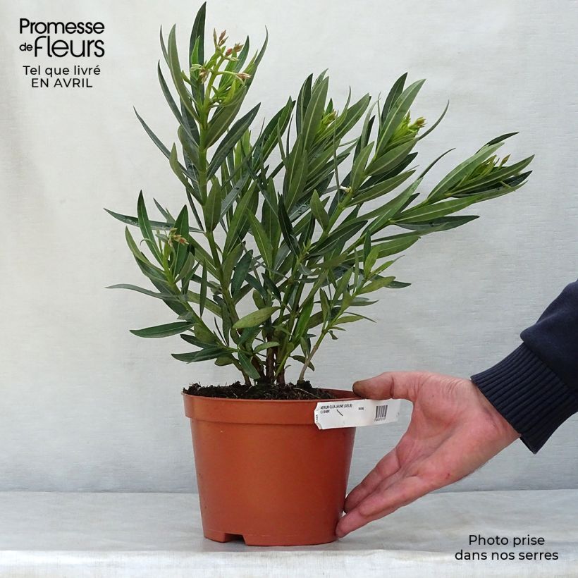 Nerium oleander Yellow 2L/3L pot, Bush sample as delivered in spring