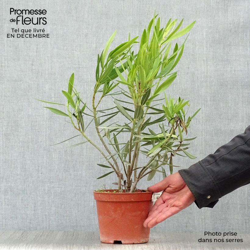 Nerium oleander Yellow 2L/3L pot sample as delivered in winter