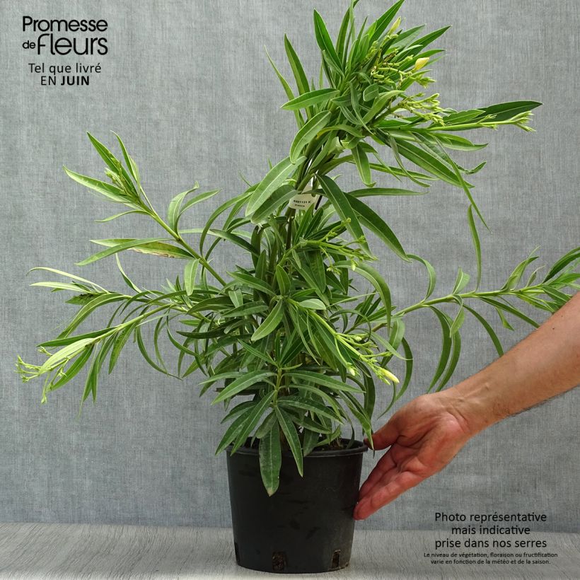 Nerium oleander Yellow 2L/3L pot, Bush sample as delivered in summer