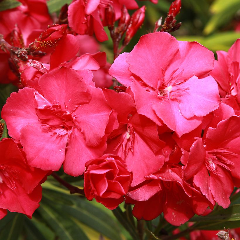 Nerium oleander Double Red (Flowering)