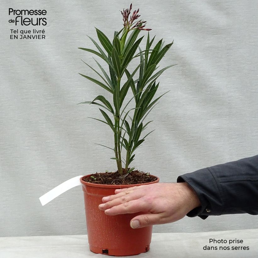 Rose Bay - Nerium oleander Red Single 2L/3L pot sample as delivered in winter