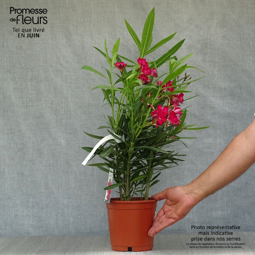 Rose Bay - Nerium oleander Red Single 2L/3L pot, Bush sample as delivered in summer
