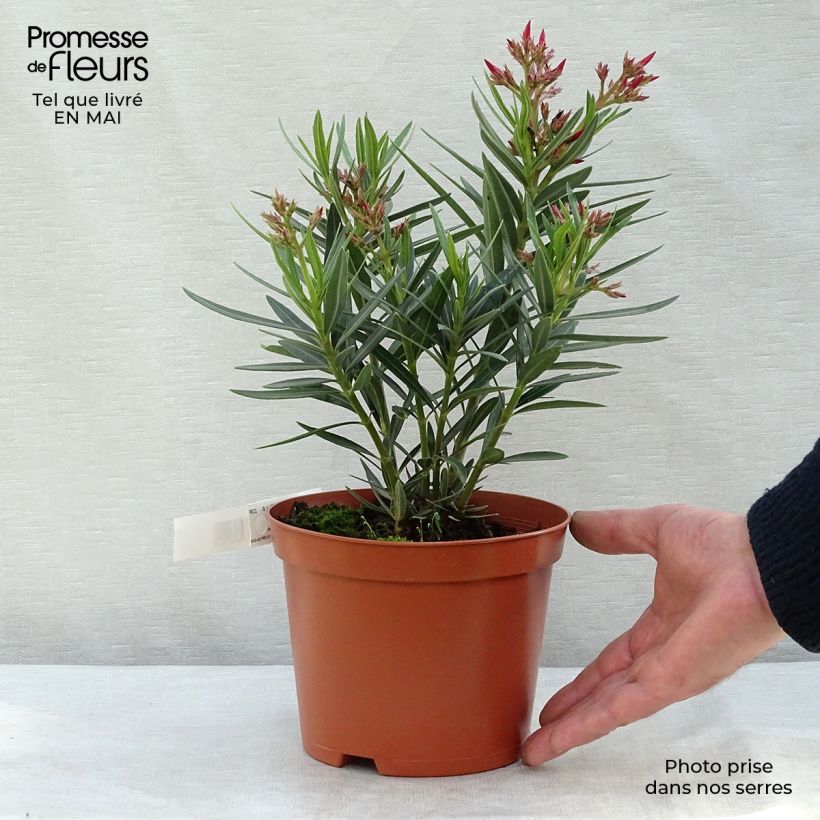 Nerium oleander Salmon 2L/3L pot, Bush sample as delivered in spring