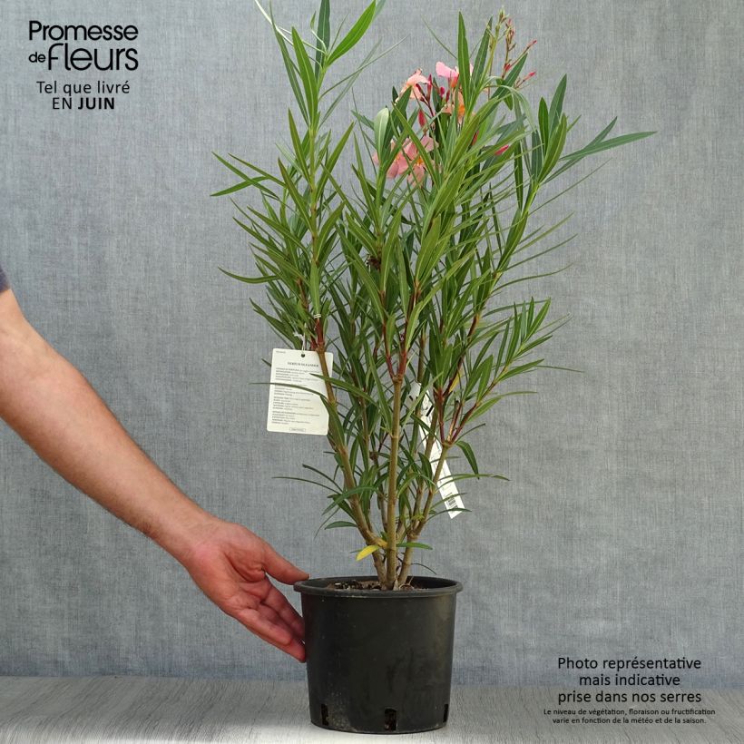 Nerium oleander Salmon 2L/3L pot, Bush sample as delivered in summer