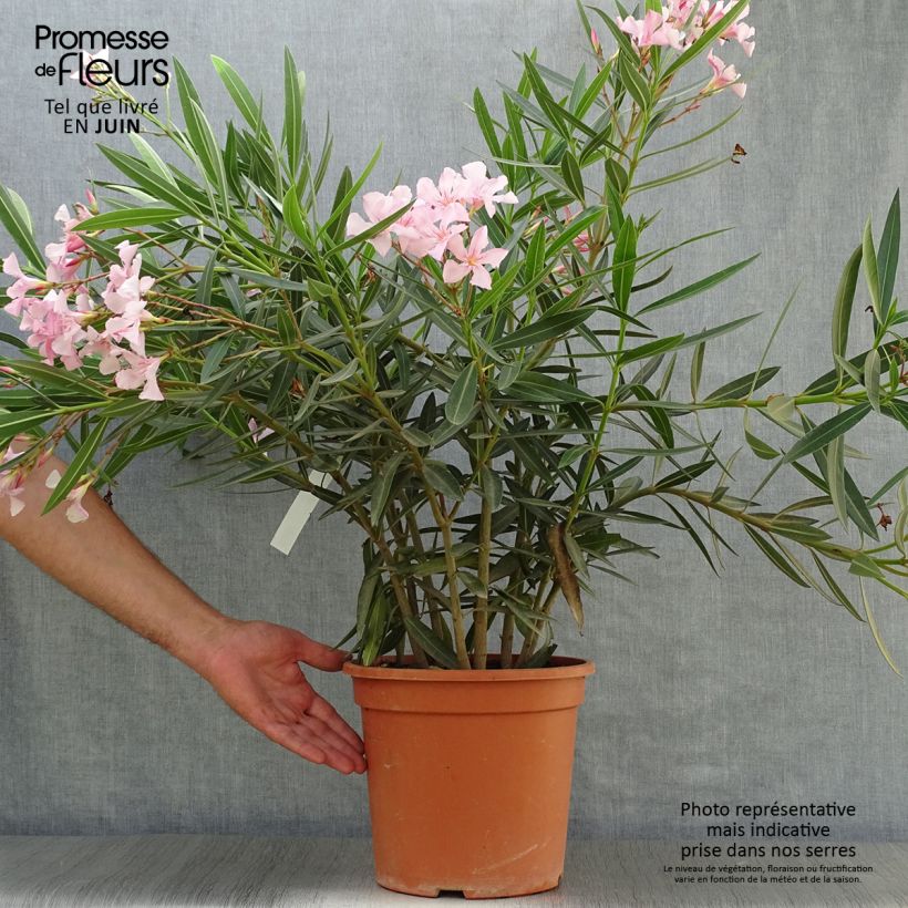 Nerium oleander - Rose Bay 6L/7L pot sample as delivered in summer