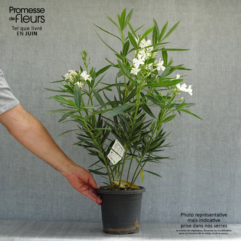 Nerium oleander Sister Agnes 3L/4L pot, Bush sample as delivered in summer