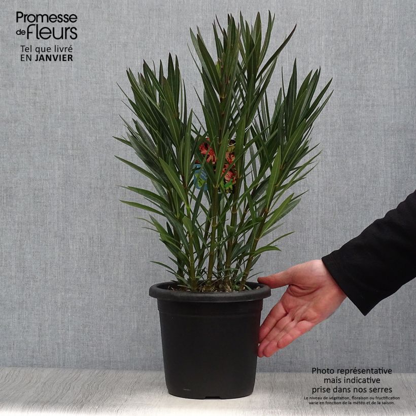 Nerium oleander Soleil Levant 3L/4L pot sample as delivered in winter