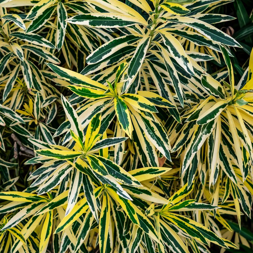 Nerium oleander Variegata (Foliage)
