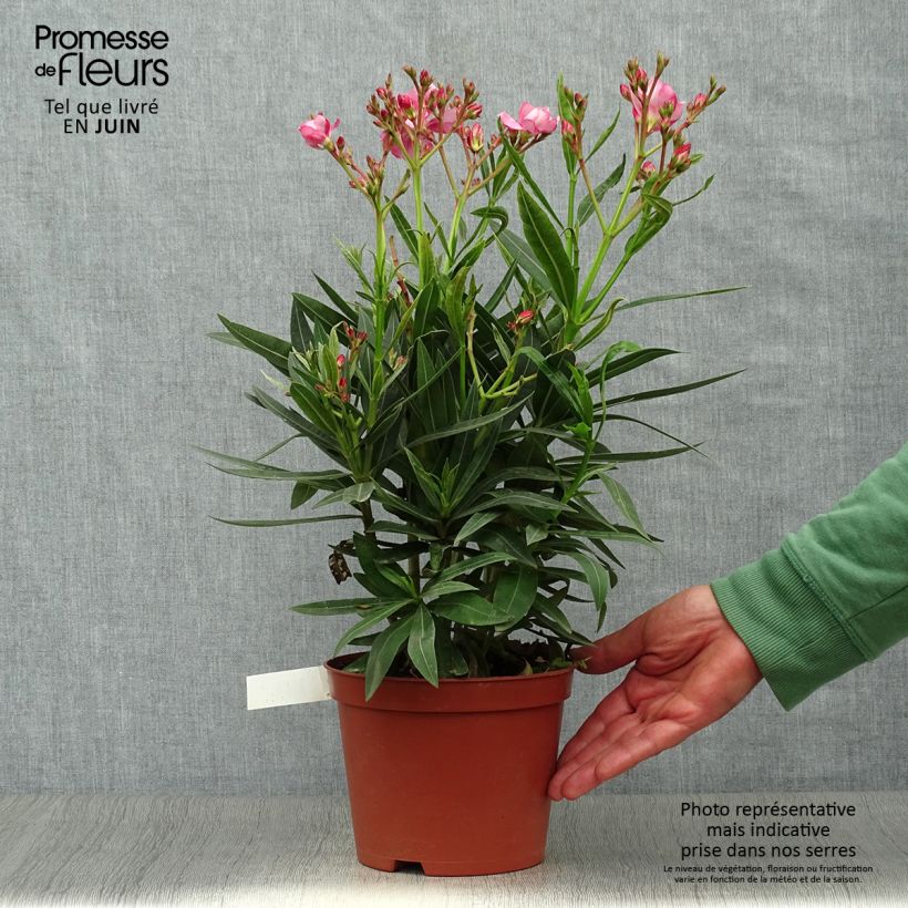 Nerium oleander Roseum Plenum 2L/3L pot, Bush sample as delivered in summer