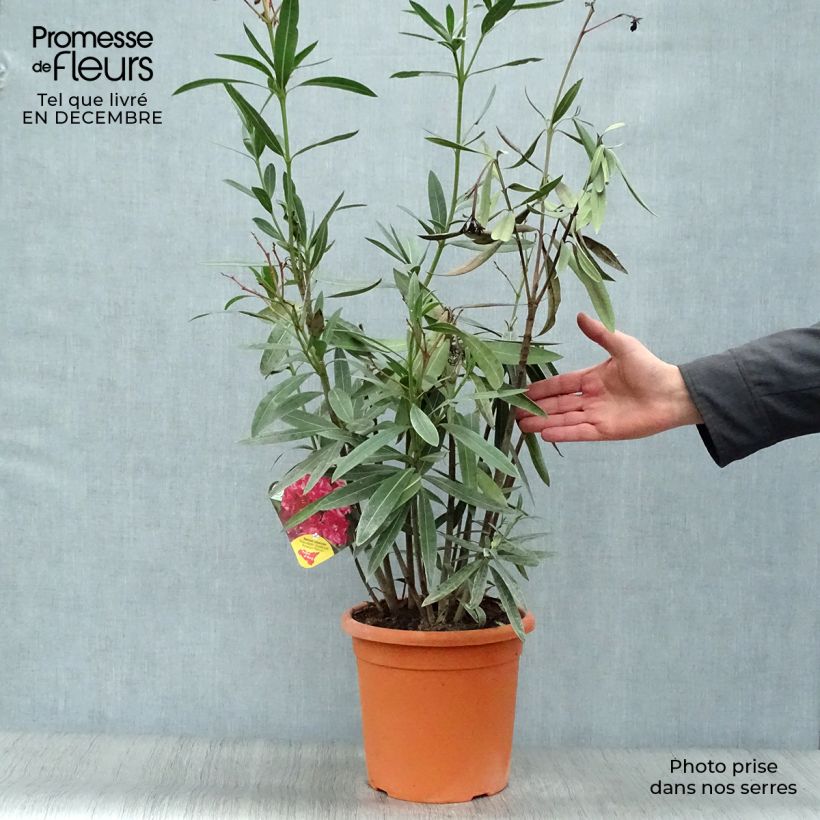 Nerium oleander Roseum Plenum 7.5L/10L pot sample as delivered in winter