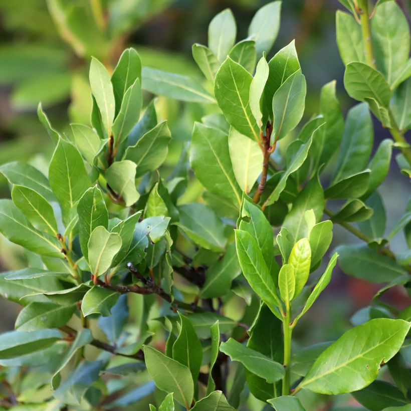 Laurus nobilis Jerusalem - Bay Laurel (Foliage)