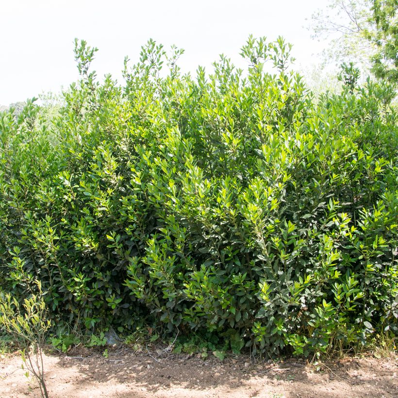 Laurus nobilis Jerusalem - Bay Laurel (Plant habit)