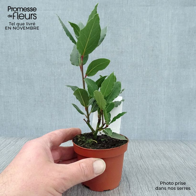Laurus nobilis - Bay Laurel 10cm/11cm pot sample as delivered in autumn